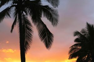 palm tree silhoutte on sunset